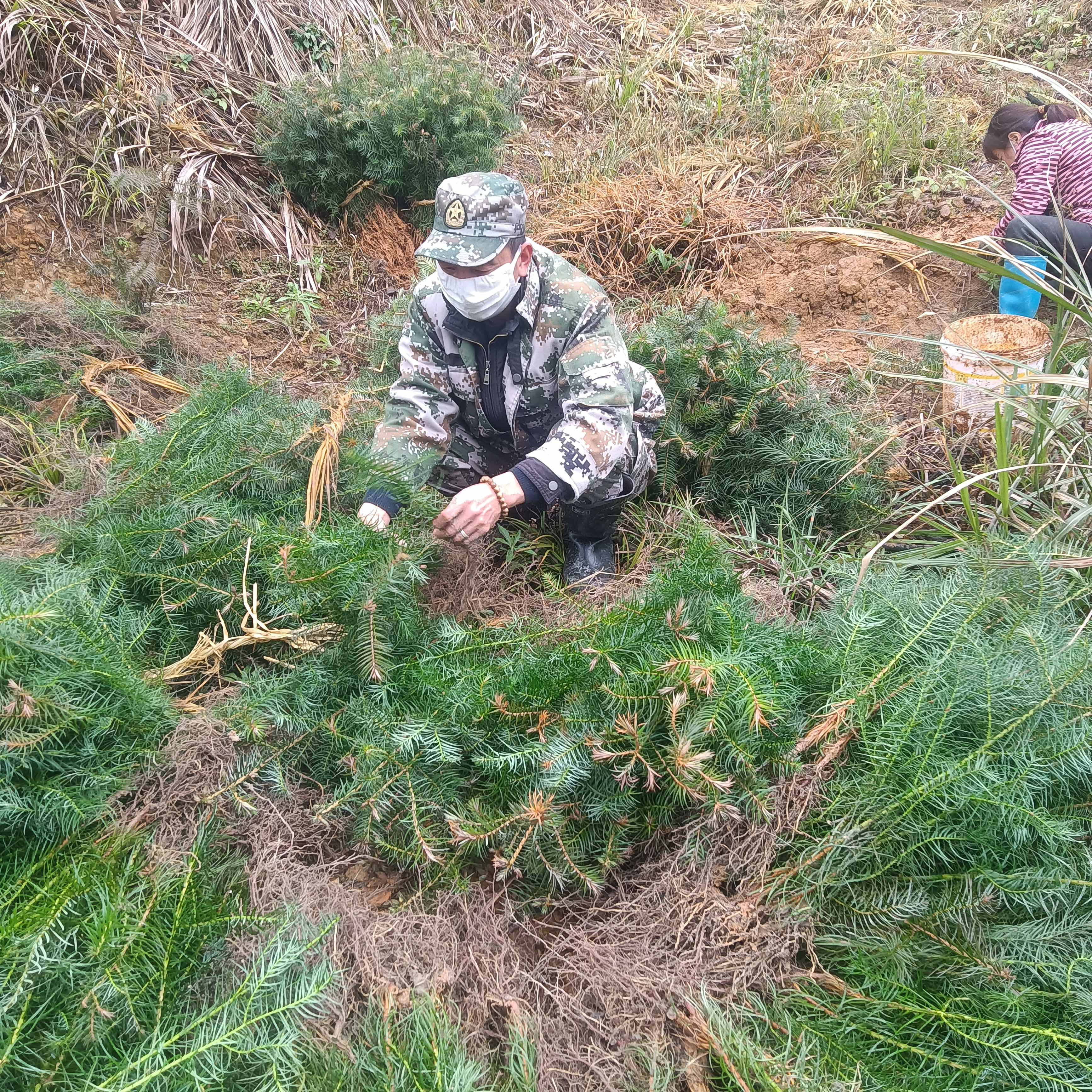 春风拂绿，万象更新，植树造林正当时